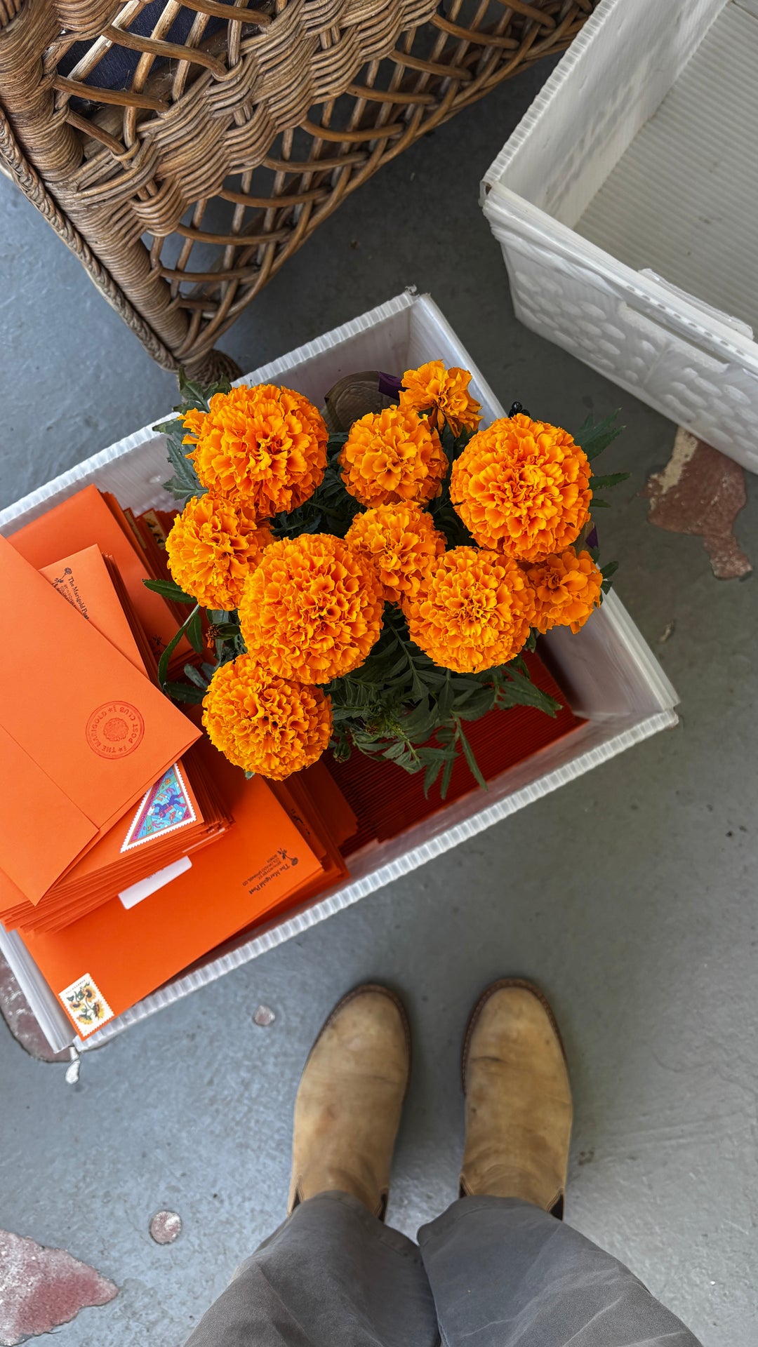 Marigold Post: October Edition