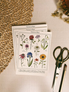 Fiat Floral Postcards (10 pack)